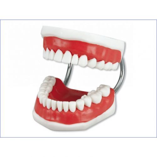Модель демонстрационная с супер зубной щеткой Toothbrushing Model — дополнительное фото