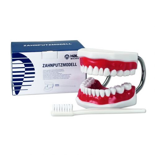 Модель демонстрационная с супер зубной щеткой Toothbrushing Model — дополнительное фото